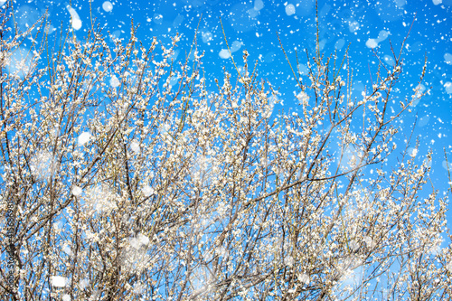 Snow plum blossom in winter photo