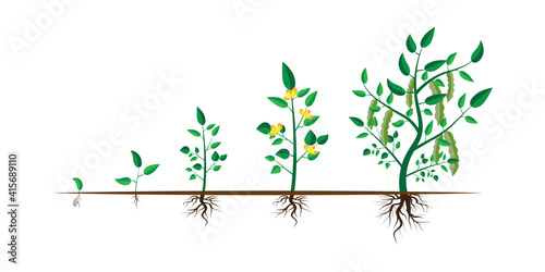 Growth step infographic concept. Cartoon infographic timeline. Plant growth. Stock image.