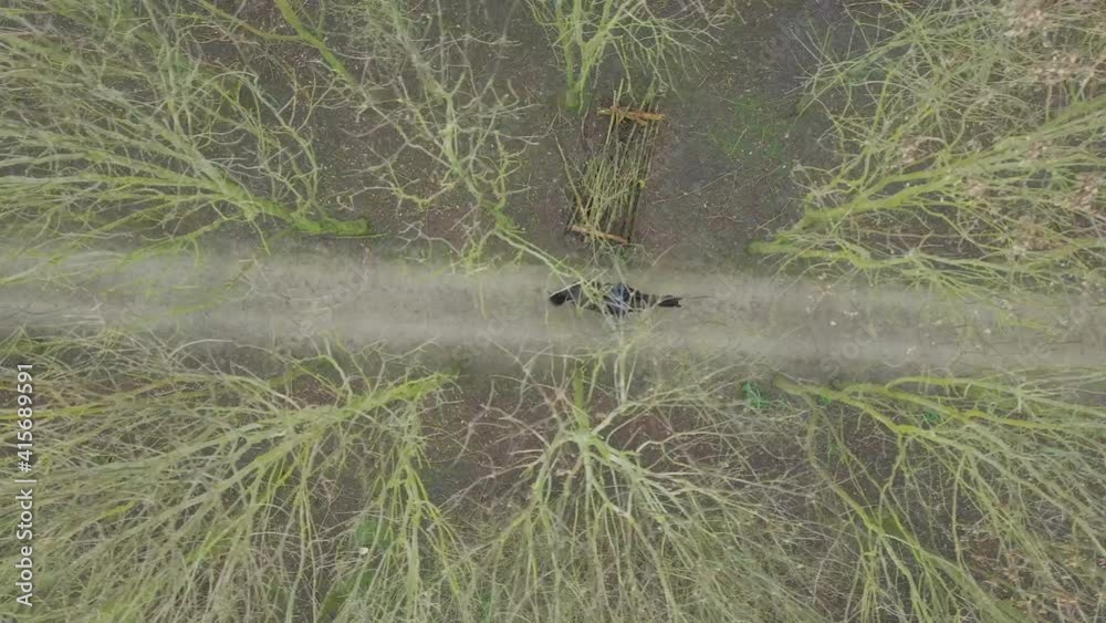 A Horse Rider on a Hack Through Woodland Path Bird's Eye View A Horse Rider on a Hack Through Woodland Path Bird's Eye View