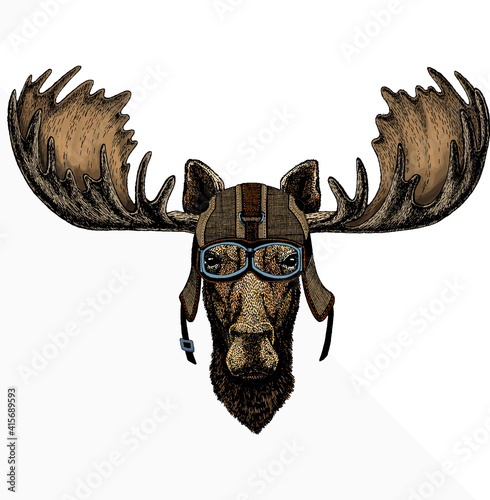 Vector wild moose, elk portrait. Moose head, face.