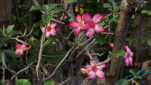 Desert rose, Mock Azalea, Pinkbignonia, Impala lily in Thailand