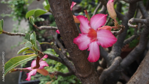 Desert rose, Mock Azalea, Pinkbignonia, Impala lily in Thailand