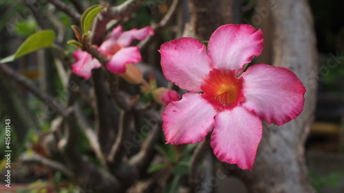 Desert rose, Mock Azalea, Pinkbignonia, Impala lily in Thailand