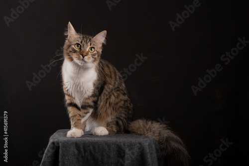 Portrait of a cat in studio on a dark