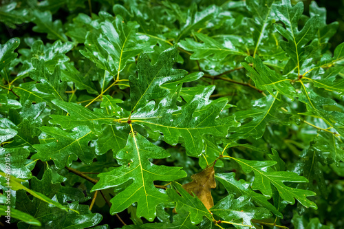 Shiny, wet, and very green foliage of a White Oak tree (Quercus alba). Raleigh, North Carolina.