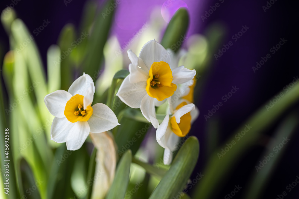 narcissus bloom in Spring Festival in China narcissus bloom in Spring Festival in China