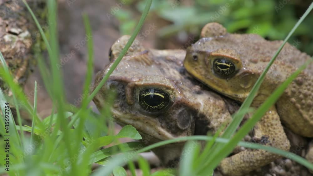 Two cane toads sitting on top of each other in Fiji Two cane toads sitting on top of each other in Fiji