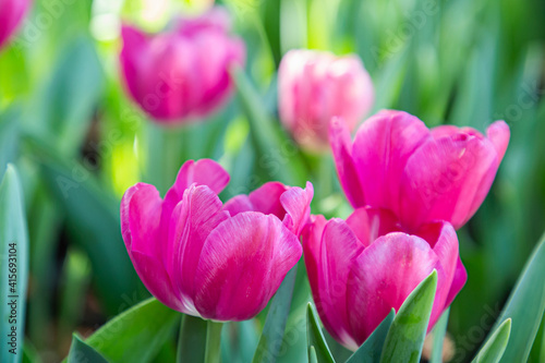 Fresh colorful tulip flowers in the garden at spring day