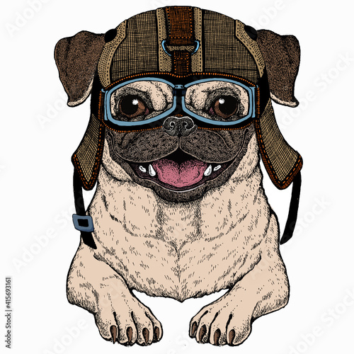 Vector pug, dog portrait. Animal head, face.