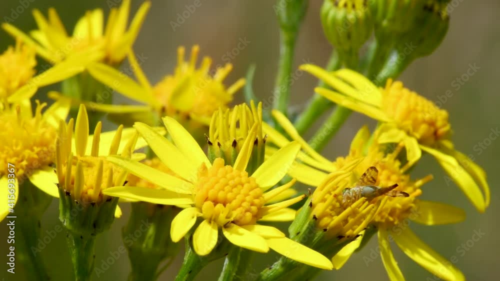 Close Up movie of Parasite Fly on yellow flower. Her Latin name is Eriothrix rufomaculata Close Up movie of Parasite Fly on yellow flower. Her Latin name is Eriothrix rufomaculata