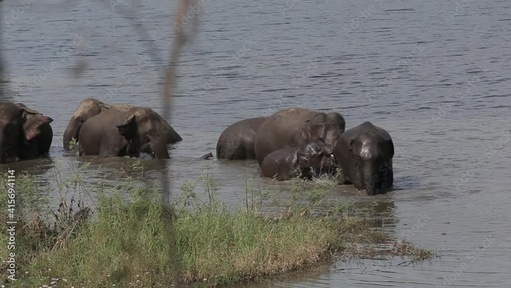 Thai elephants taking a bath on the river in Thai Elephant Conservation Center, Lampang Thailand. Thai elephants taking a bath on the river in Thai Elephant Conservation Center, Lampang Thailand.