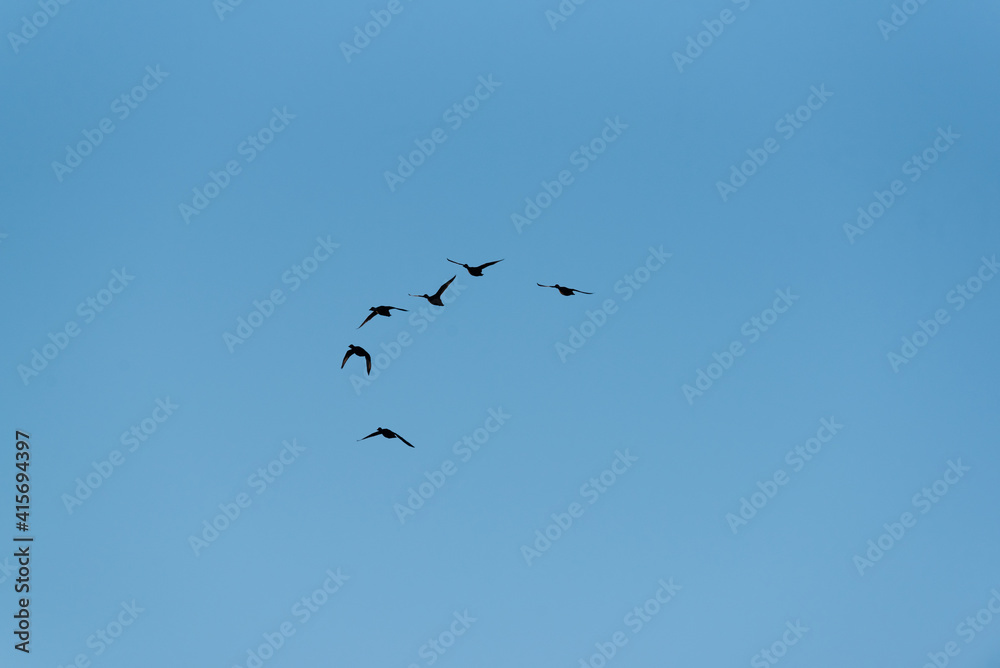 birds in flight birds in flight