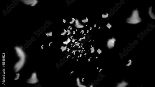 Flying many white feathers on black background. Beautiful feather floating in air. Happiness concept. 3D loop animation of feathers.