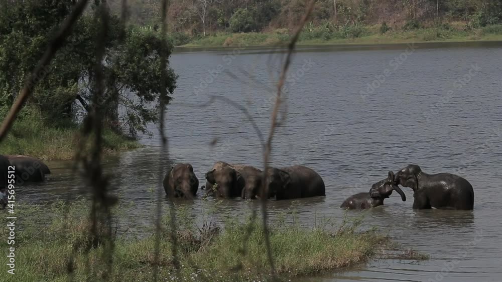 Thai elephants taking a bath on the river in Thai Elephant Conservation Center, Lampang Thailand. Thai elephants taking a bath on the river in Thai Elephant Conservation Center, Lampang Thailand.
