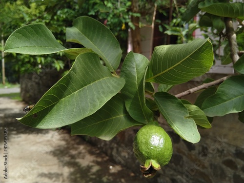 Guava
