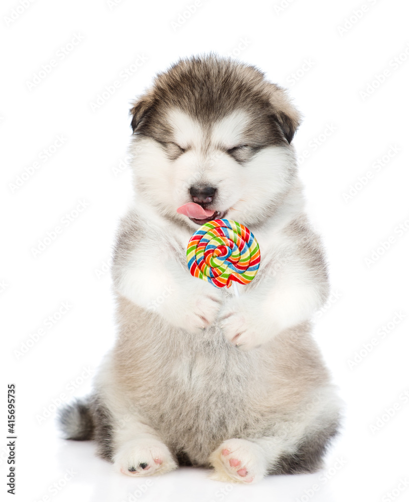 Alaskan malamute puppy  licks a colorful candy. isolated on white background