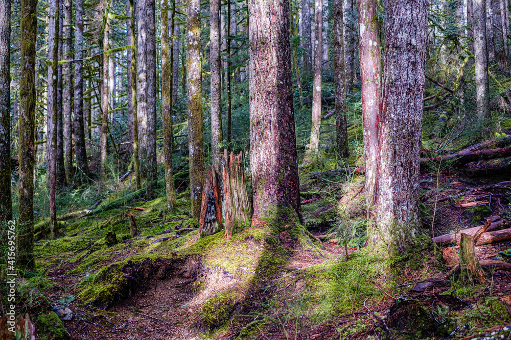 Obraz premium Wallace Falls State Park