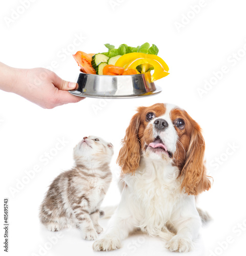 Сavalier King Charles Spaniel puppy and tabby  kitten look up together on a bowl of vegetables. isolated on white background