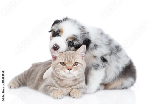 Playful Australian shepherd puppy gnaws cat`s ear. isolated on white background
