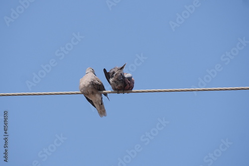 Wire perching bird