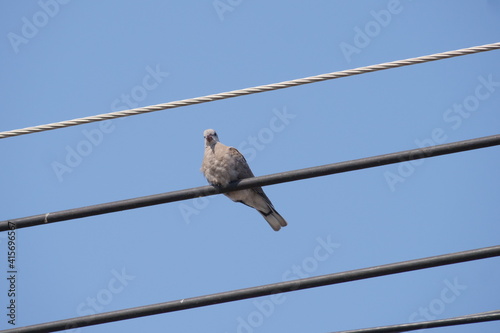 Wire perching bird