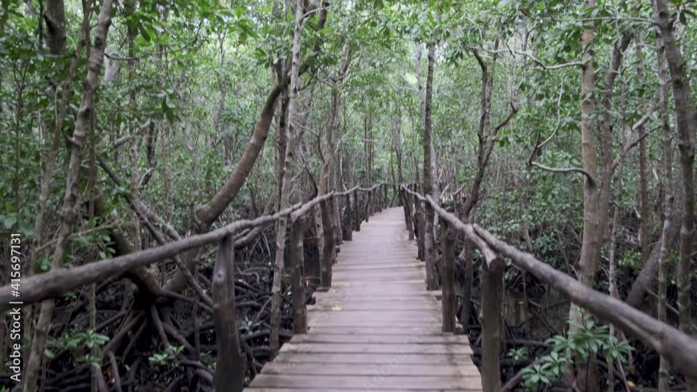 Natural atmosphere in mangrove forest and walkway, Ideal Natural atmosphere in mangrove forest and walkway, Ideal