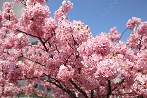 Wallpaper Mural 晴れた青空の下の河津桜 Torontodigital.ca