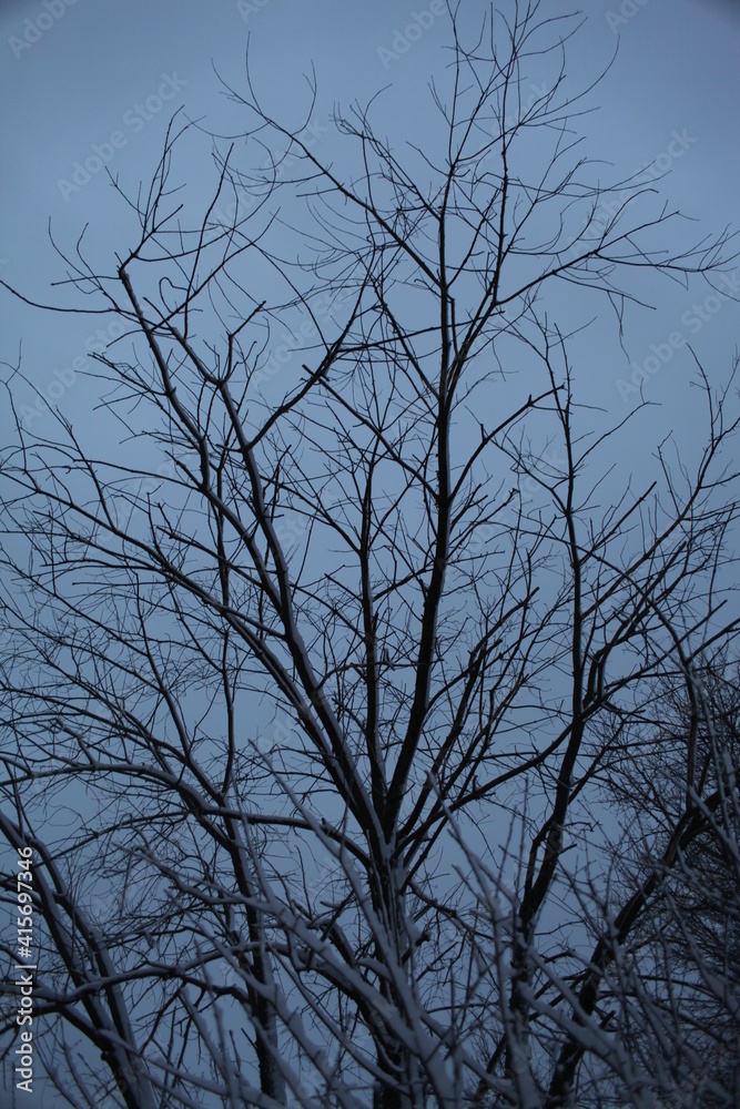 tree in the sky tree in the sky