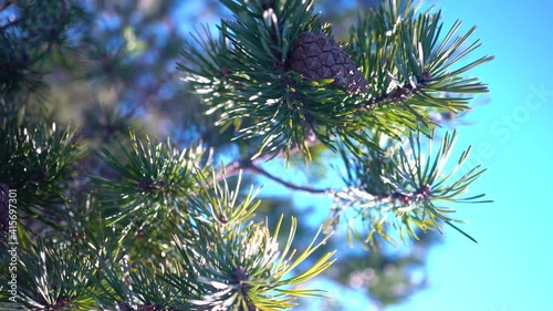 A tilt shot of a beautiful branch of a pine tree in the northern Norwegian mountains photo