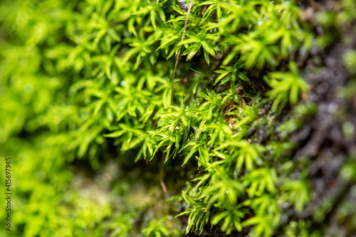 close up of green moss in nature background.