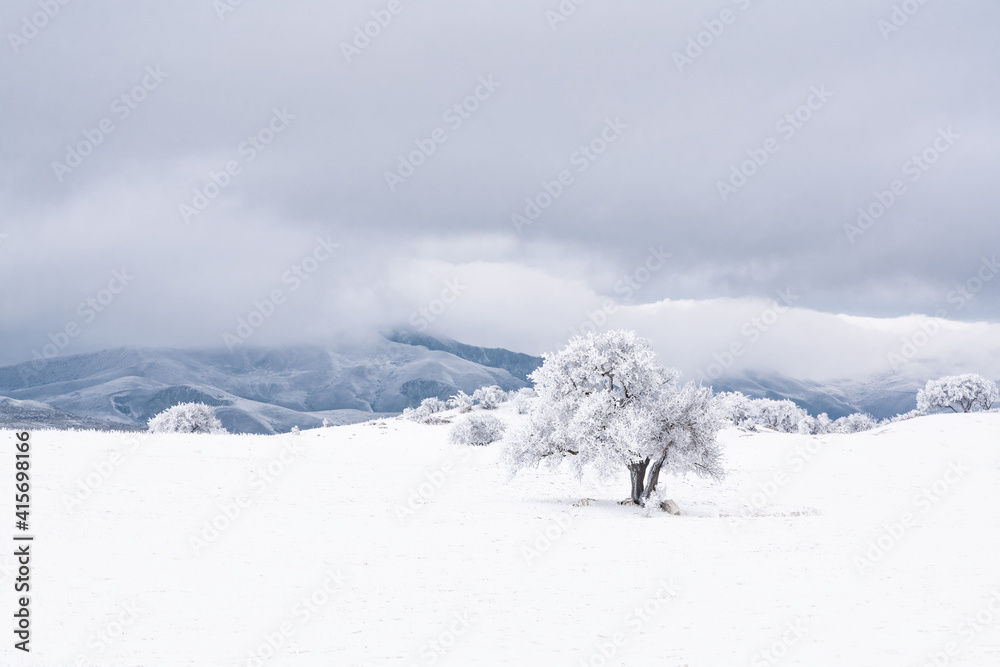 Lonely frozen bare tree in a field covered with hoarfrost, winter scene