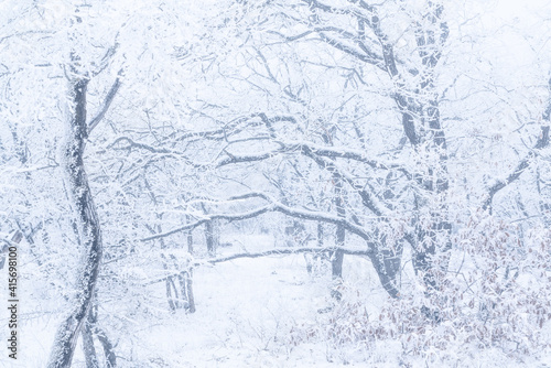 Frozen bare trees covered with frost, winter scene