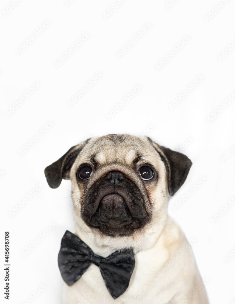 vertical portrait of a young pug dog looking up on a white background