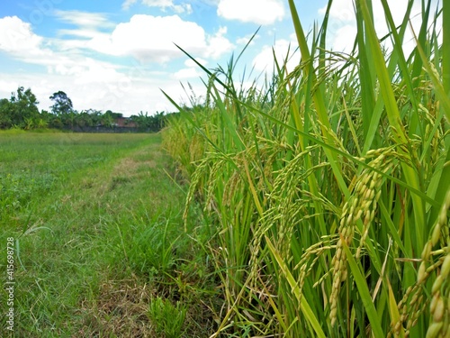 close up Rice paddy farm green nature field with blue sky background.Rice is food in asia 
