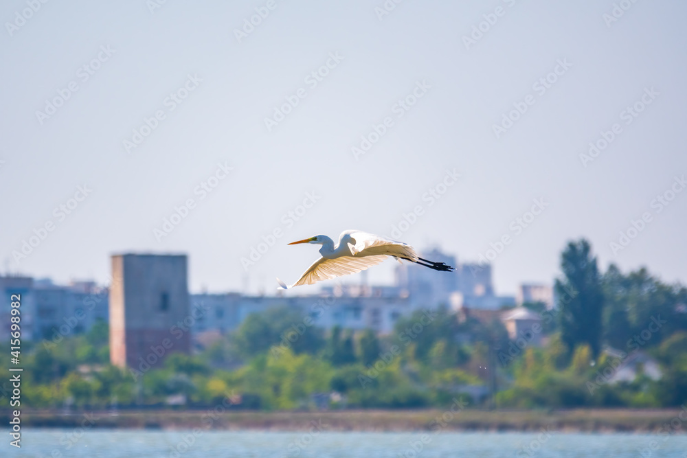 The flight of the little egret. The heron flies over the city pond. The flight of the little egret. The heron flies over the city pond.