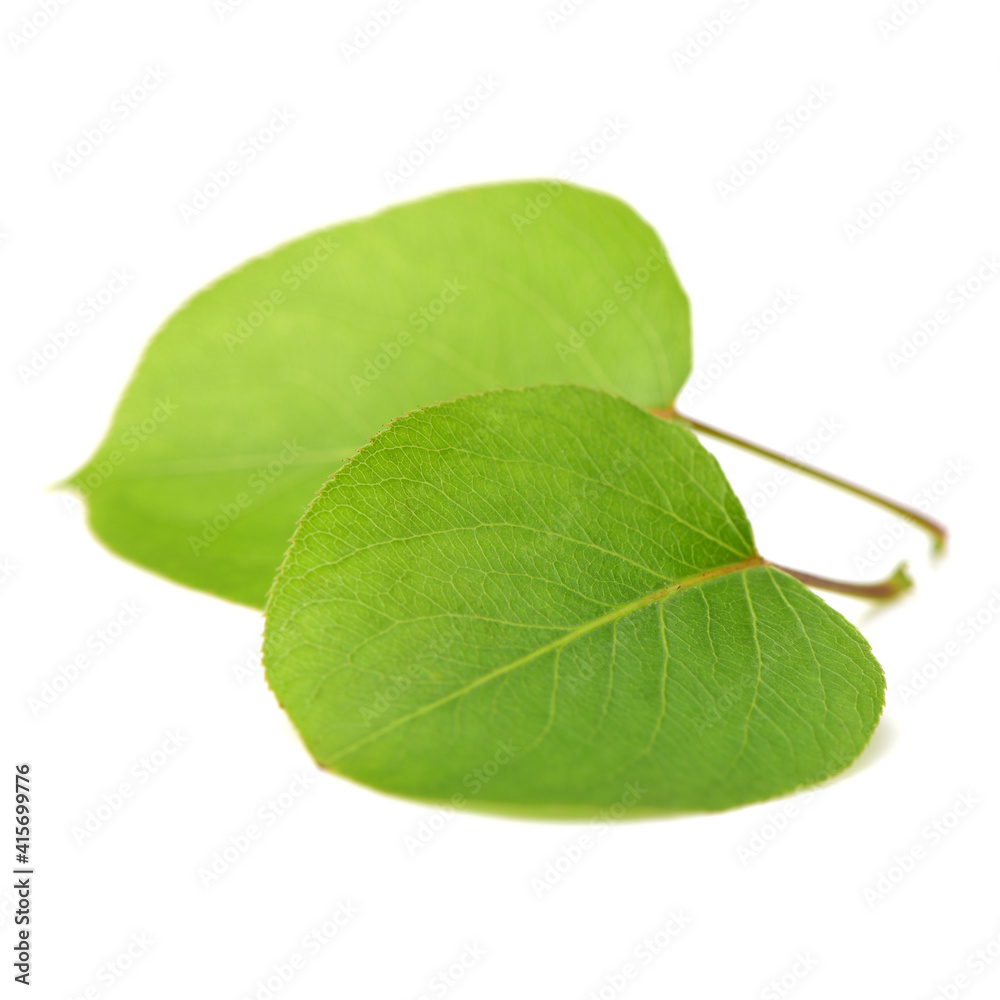 Obraz premium pear of Leaf