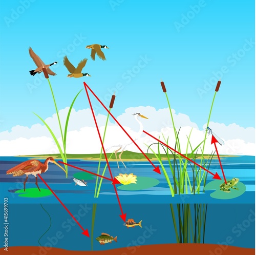 Ecosystem of the rivers and lakes, food chain and other habitants, vector landscape