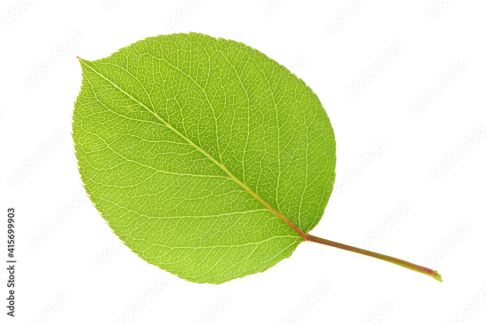 Obraz premium Leaf of Pear