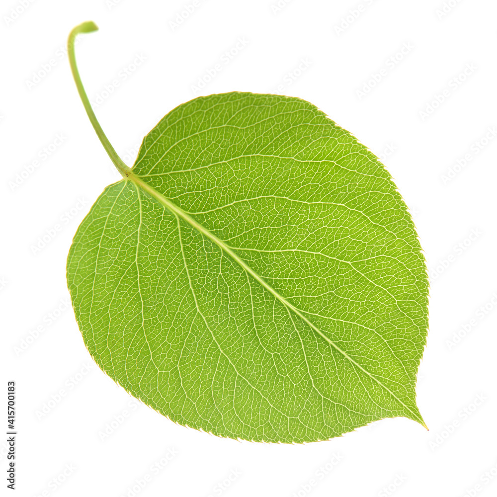 Obraz premium Leaf of Pear