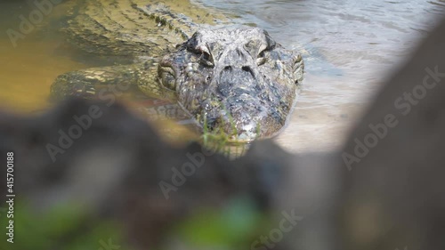 Wild black caiman resting in a river in Guyana, South America 