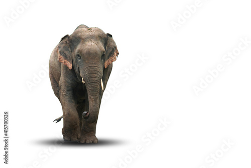 Photography Asia elephant isolated on white background, selective focus