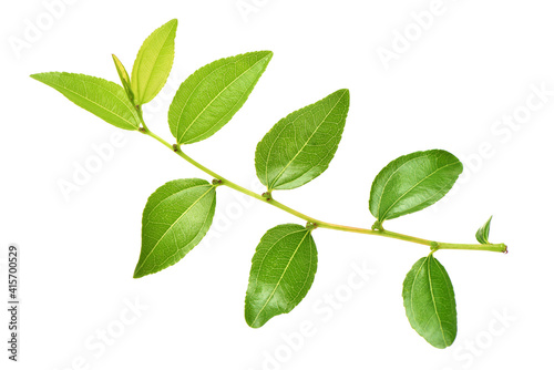 Jujube leaf on white background 
