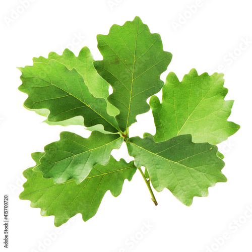 Oak leaves isolated against a white background  Quercus robur 