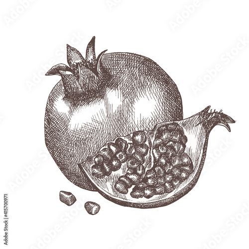 Hand drawn sketch style pomegranate. Pomegranate on a branch. Vector sketch style illustration.
