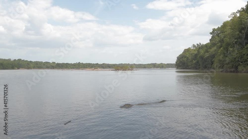 Black caiman slowly swimming at surface of large rainforest river 