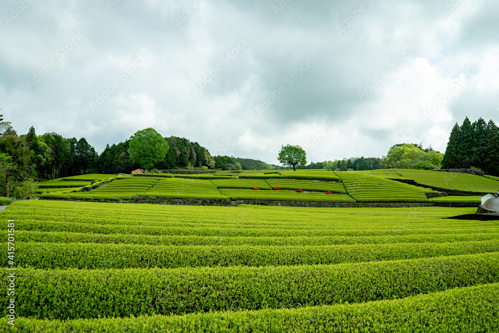 Chá verde no Japão.