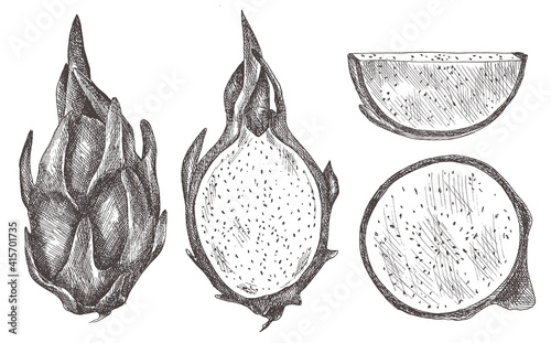 set of dragon fruit, pitaya, pihaya. hand-drawn. vector illustration in sketch style.