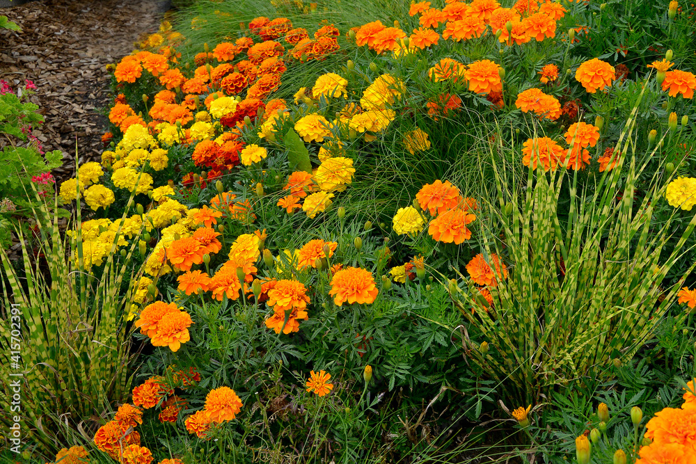 Colourful flower border with a display of French Marigolds,  Marigold 'Durango Improved'