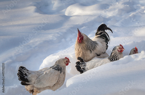 Free-range Sussex chickens in winter.