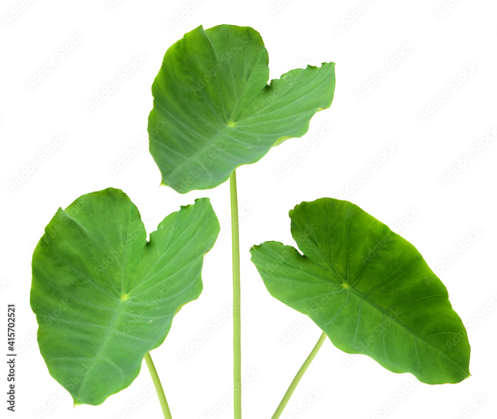 Elephant Ears Taro (colocasia esculenta) leaves isolated on white background Elephant Ears Taro (colocasia esculenta) leaves isolated on white background